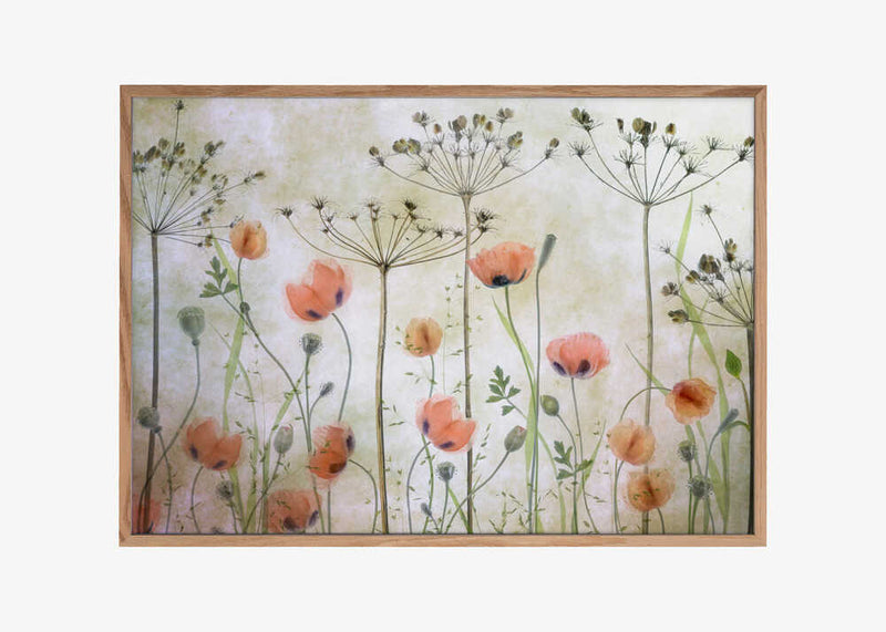 Poppy Meadow