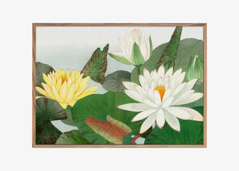 Nymphaea Lotus No.2