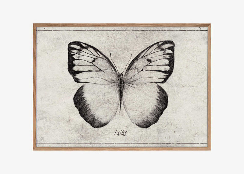 Sketch Of A Butterfly