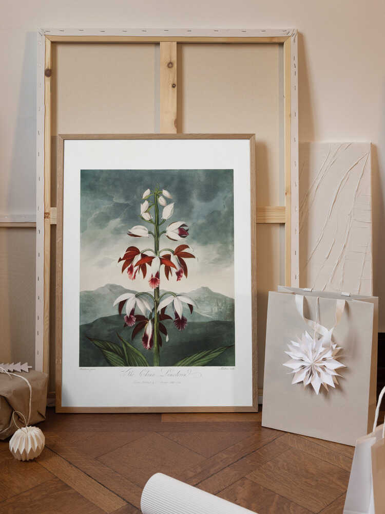 The Chinese Limodoron from The Temple of Flora (1807)