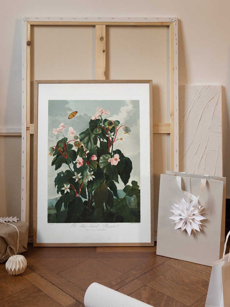 The Oblique–Leaved Begonia from The Temple of Flora (1807)