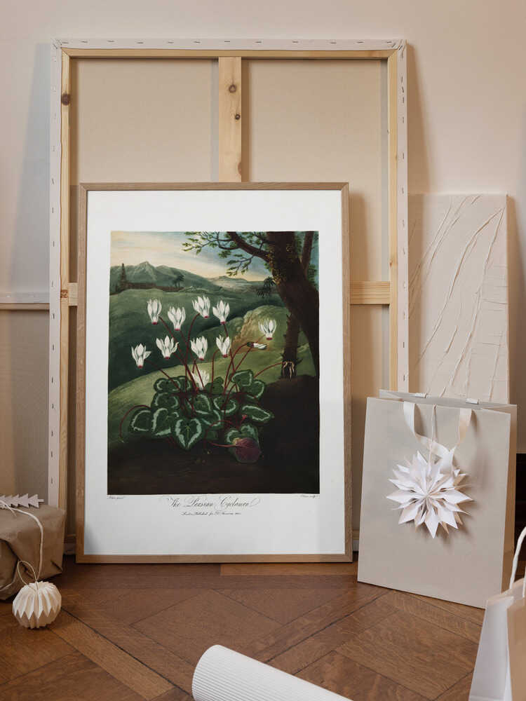 The Persian Cyclamen from The Temple of Flora (1807)