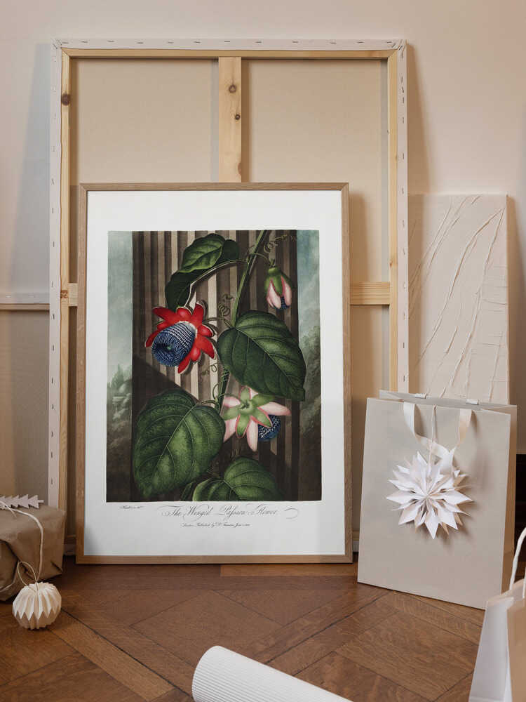 The Winged Passion-Flower from The Temple of Flora (1807)