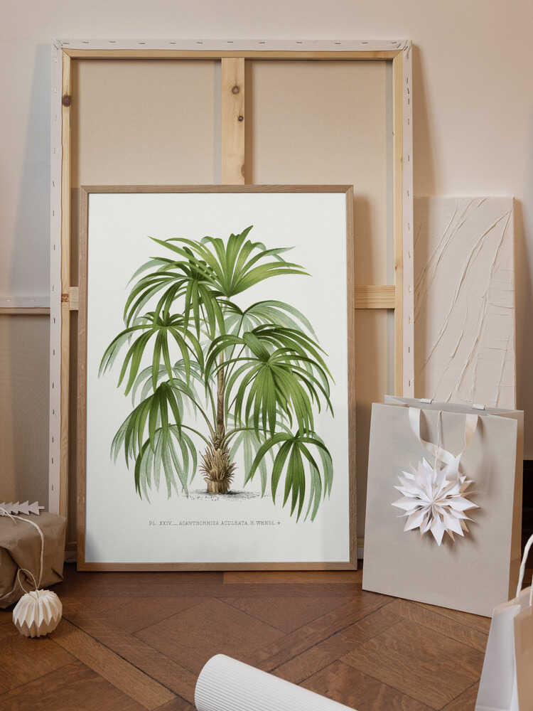 Xxiv Acanthorhiza Aculeata