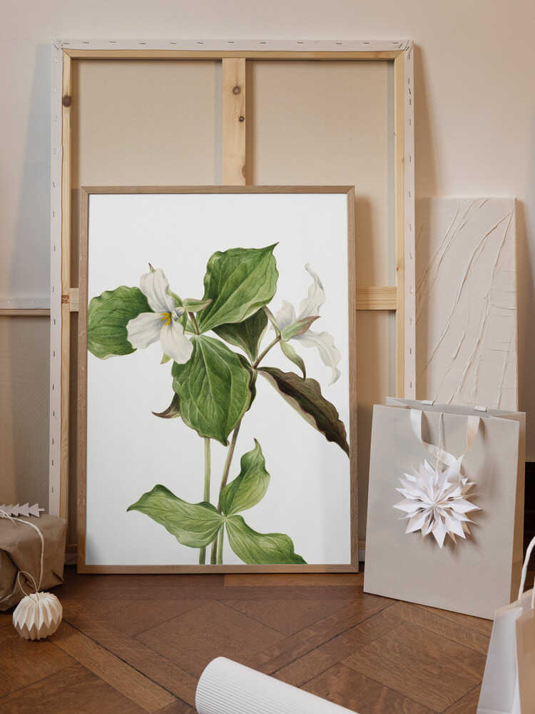 Large White Trillium