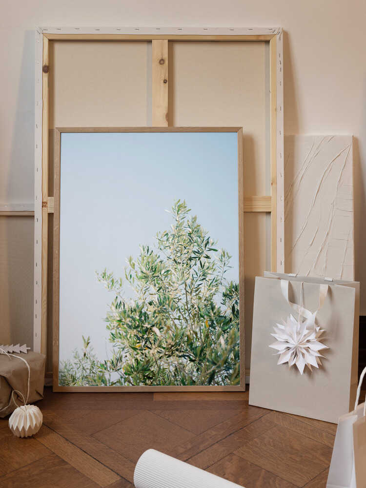 Olives In Ostuni | Italy Travel Photography