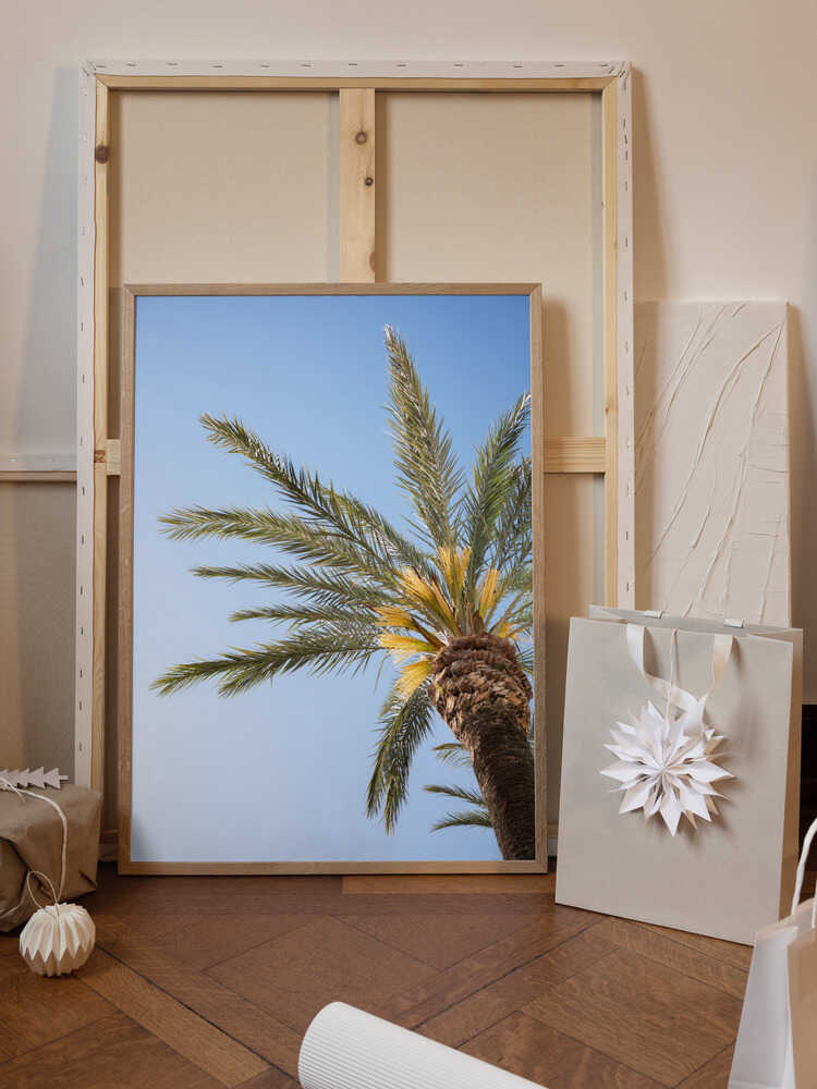 Vejer de La Frontera Palm Tree