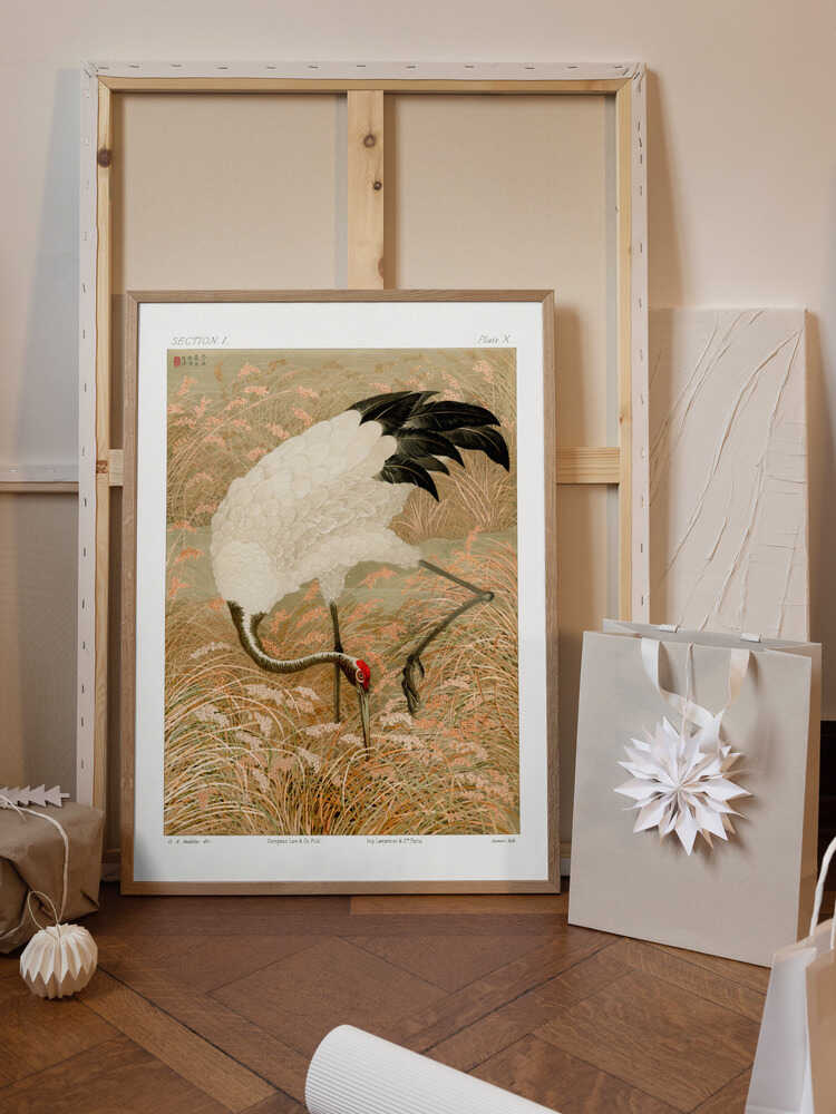 Sarus Crane In Rice Field