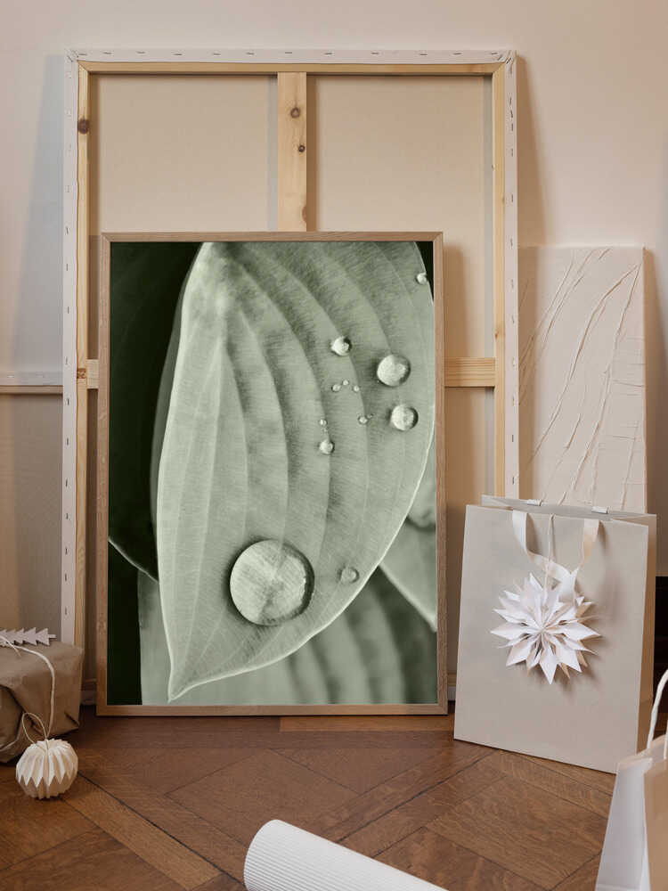 Dew on Leaf Elegance